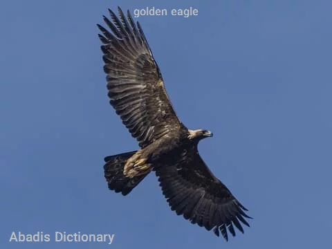 golden eagle